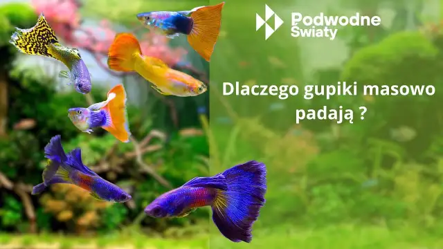 Dlaczego gupiki padają? Poznaj przyczyny i uratuj ryby!
