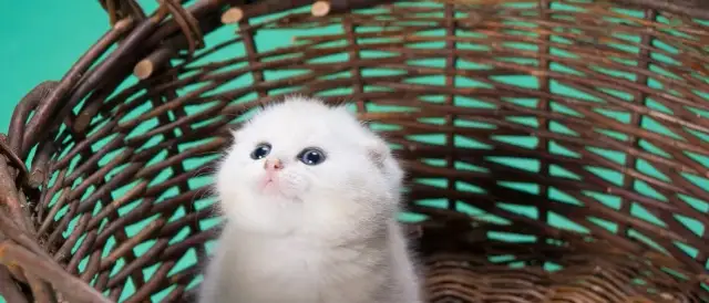 Kiedy można dotykać małe kotki? Ważne wskazówki dla opiekunów