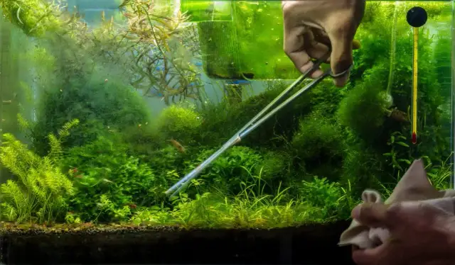 Co ile wymieniać wodę w akwarium 60l, aby uniknąć problemów?