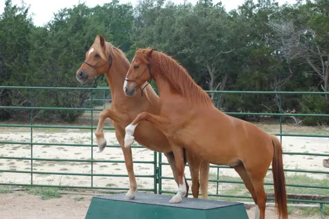 Nauka sztuczek z koniem: Przewodnik krok po kroku do głębokiej więzi