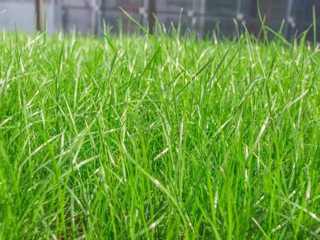 Kiedy siać trawę? Optymalne terminy i porady na piękny trawnik