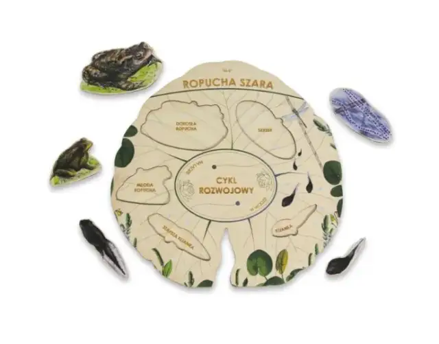 Ropuchy: Jak się rozmnażają? Cały cykl od A do Z