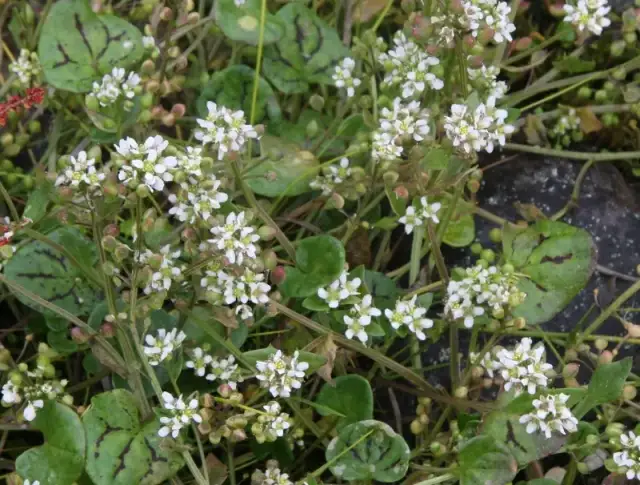 Chwasty z białymi kwiatami: jak je rozpoznać i skutecznie zwalczać