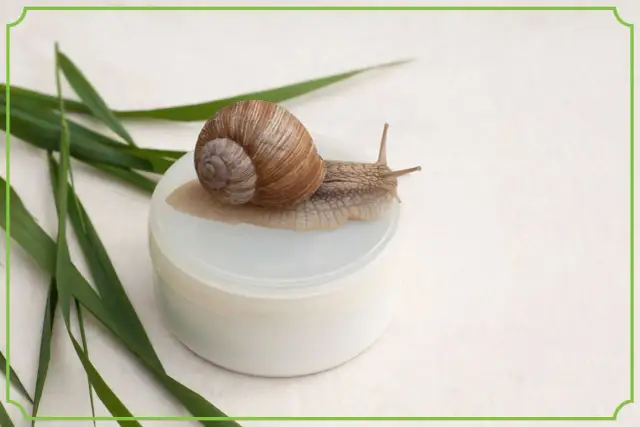 Śluz ślimaka: Na zmarszczki, trądzik, blizny? Poznaj prawdę!