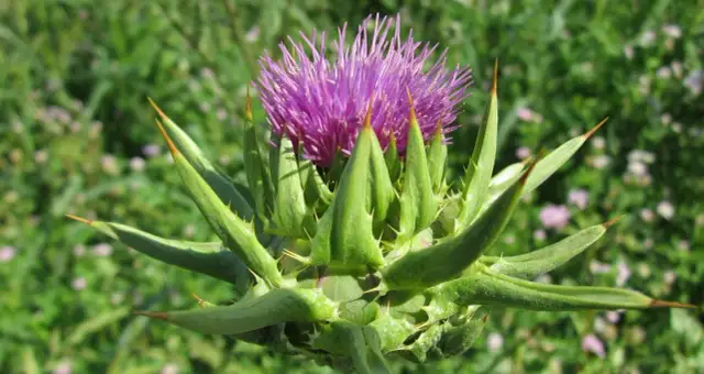 Ostropest plamisty, z fioletowym kwiatem i ostrymi liśćmi, symbolizuje zdrowie wątroby.