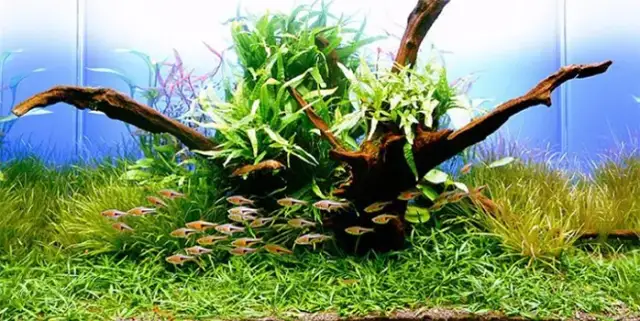 Jakie korzenie do akwarium: 5 najlepszych rodzajów i ich przygotowanie