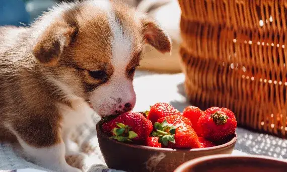 Jakie owoce dla psa są zdrowe i bezpieczne do podawania?
