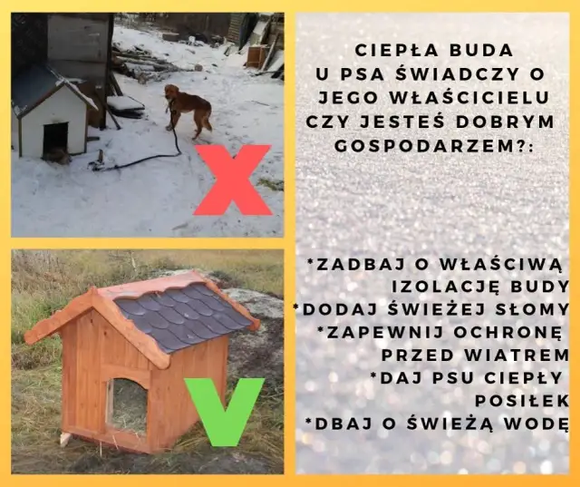 Jak poprawić budę dla psa, aby zapewnić mu ciepło i komfort?