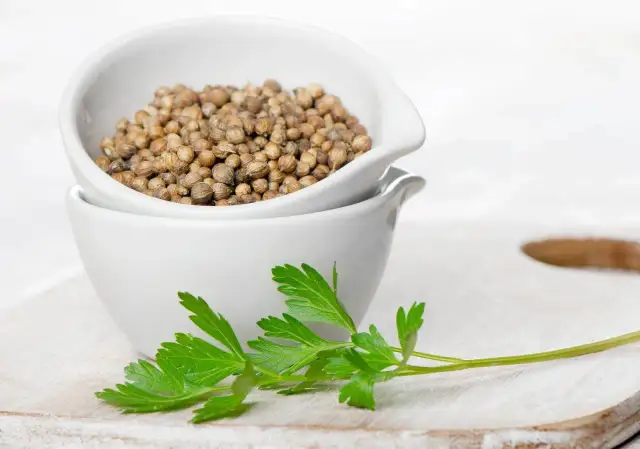 Kolendra w kuchni: do czego? Zaskakujące zastosowania i przepisy