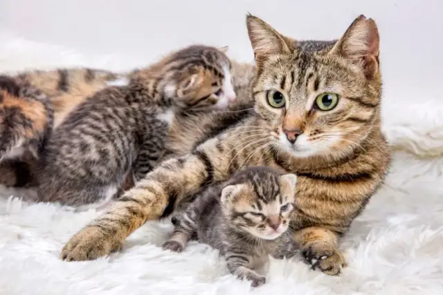 Kotka nie karmi kociąt: Przyczyny i kompletny plan ratunkowy.