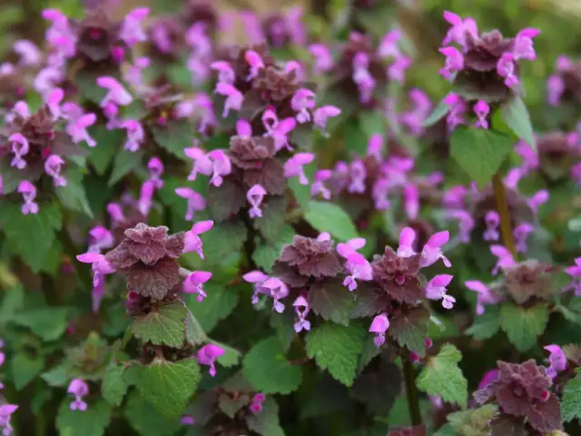 Purpurowy chwast zbożowy: jak go rozpoznać i dlaczego jest groźny