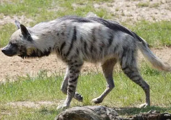 Hiena czym się żywi: zaskakujące fakty o diecie tych drapieżników