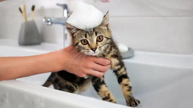¿Con cuántos meses se puede bañar un gato sin riesgos para su salud?