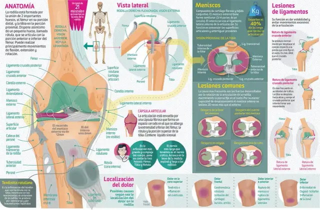 Los músculos de la rodilla: funciones esenciales y su anatomía detallada