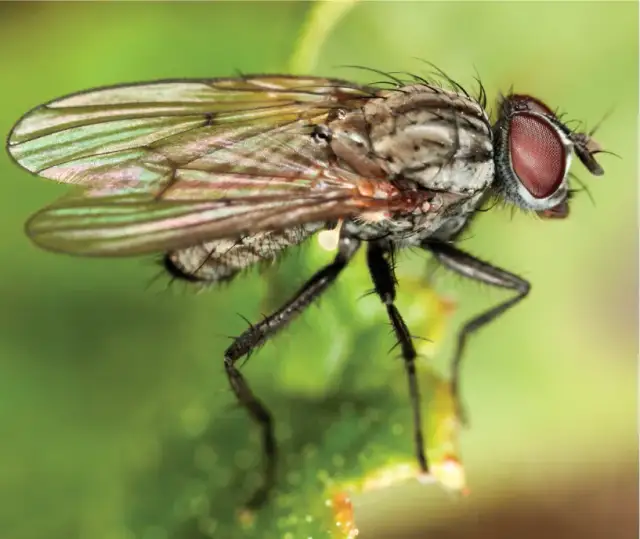 Jak się rozmnażają muchy? Odkryj zaskakujący cykl ich życia