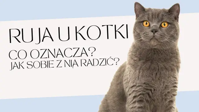 Ile kotka ma ruje? Poznaj częstotliwość rui i jej objawy