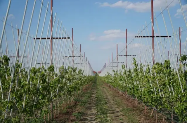 Młody sad gruszowy z rzędami drzewek podtrzymywanych przez konstrukcję z białych tyczek.