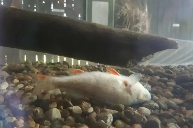 Martwe rybki? Odkryj cichego zabójcę i przywróć życie w akwarium