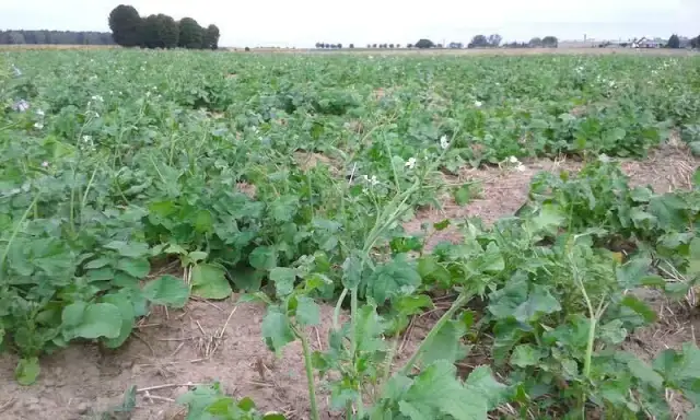 Ile siać rzodkiew oleista na poplon, aby uniknąć strat w plonach?