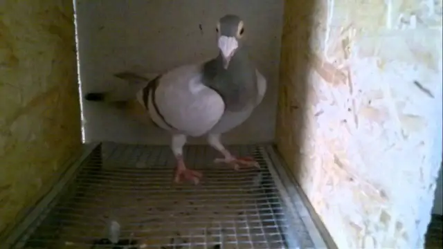 Jak zrobić półki dla gołębi, które zapewnią im komfort i bezpieczeństwo