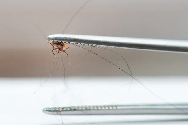 Leczenie boreliozy w Polsce: Jakie leki? Fakty vs. mity ILADS