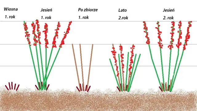 Jak przycinać maliny? Poradnik krok po kroku dla obfitych zbiorów