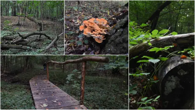 Rezerwat przyrody Debrza - tajemnice unikalnej flory i fauny