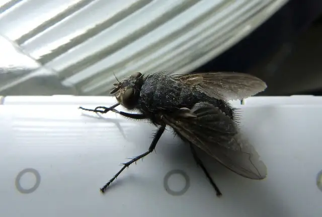 Muchy na tarasie? Moje sprawdzone sposoby na spokój!