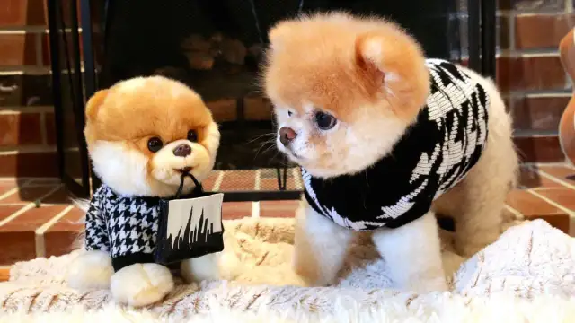 Cuál es el perro más mono del mundo: la historia de Boo y su fama