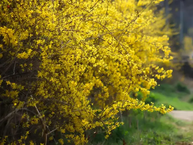 Kiedy przycinać forsycje? Po kwitnieniu, aby cieszyć się ich wiosennym blaskiem. Krzew obsypany żółtymi kwiatami.