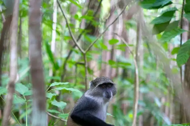 Małpa w gęstwinie Jozani Forest. Jej szare futro kontrastuje z zielenią liści.