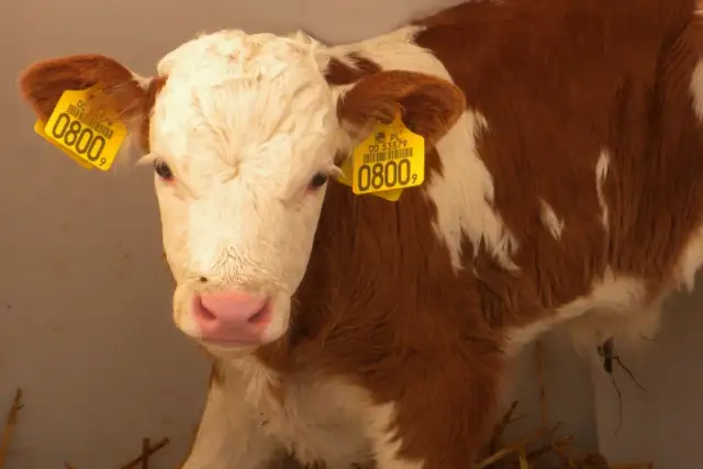 Urocze cielę w brązowo-białe łaty, z żółtymi kolczykami z numerem 0800, czeka na pojenie.