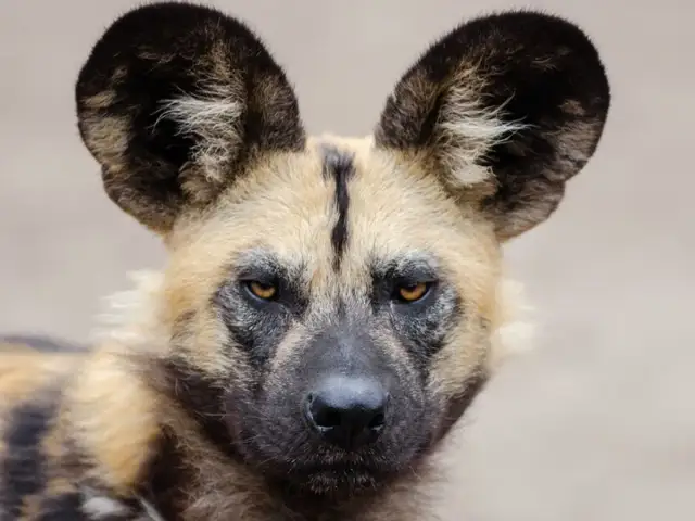 Twarz dzikiego psa afrykańskiego z wielkimi, okrągłymi uszami i przenikliwym spojrzeniem.