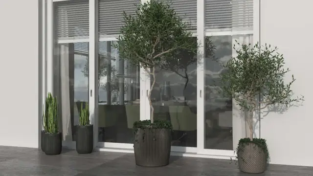 Gdzie rosną oliwki? Uprawa w donicy i szansa na własne owoce