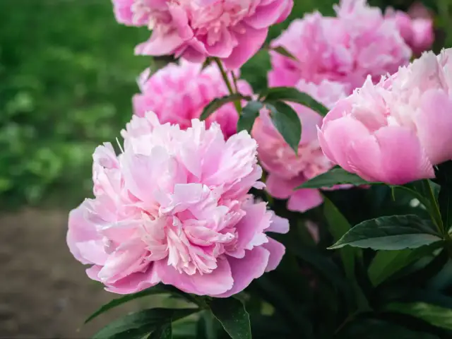 Najlepszy nawóz do piwonii: klucz do obfitego kwitnienia i zdrowia