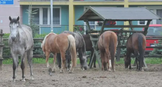 Stadnina koni Zielona Góra - najlepsze miejsca na jazdę konną