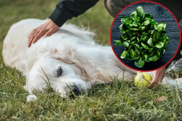 Czy pies może jeść szpinak bez obaw? Poznaj zasady i korzyści!