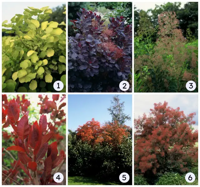 Jaki nawóz do perukowca? Niezbędne informacje i cenne porady.