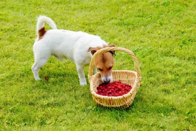 Czy pies może jeść maliny? Bezpieczeństwo i korzyści dla zdrowia psa