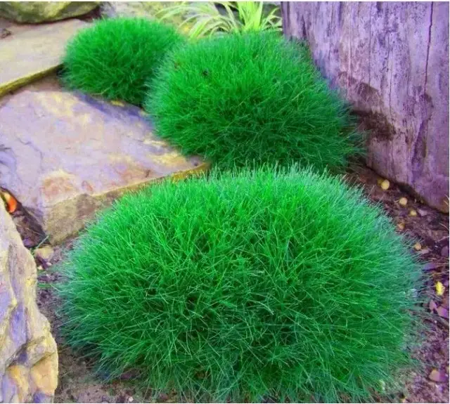 Jak sadzić trawę niedźwiedzie futro i cieszyć się pięknym ogrodem