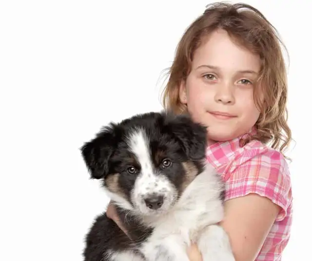 Ile kosztuje border collie z hodowli? Sprawdź, co wpływa na cenę