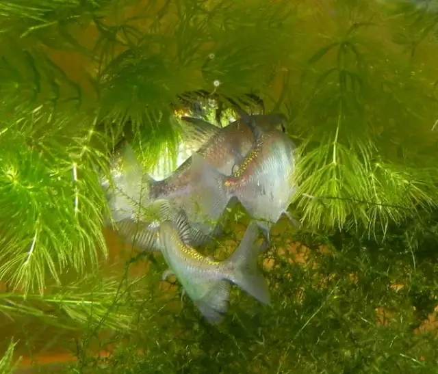 Jak rozmnażają się ryby jajorodne - tajemnice tarła i ochrony ikry