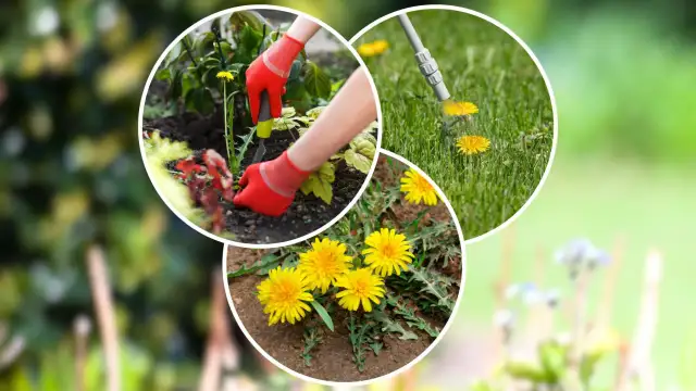 Mniszek lekarski na trawniku? Pozbądź się go raz na zawsze!