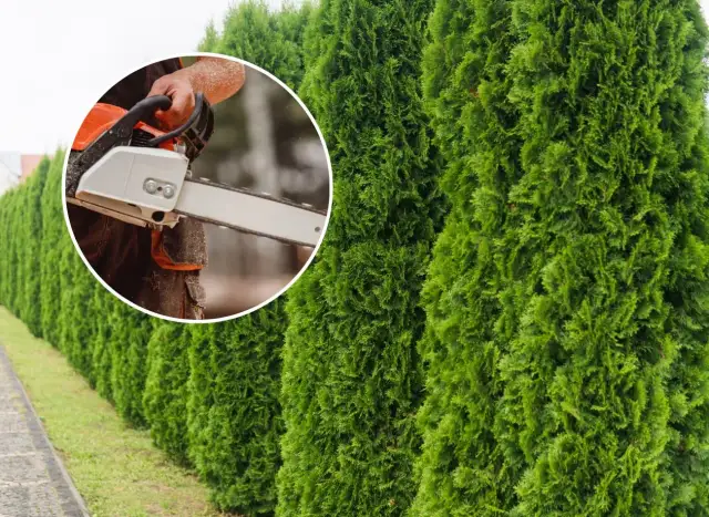 Tuja: drzewo czy krzew? Zaskakująca prawda i przepisy wycinki