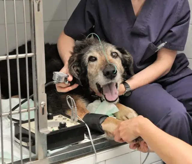 Hospital Veterinario Los Tarahales: servicios 24 horas y opiniones reales