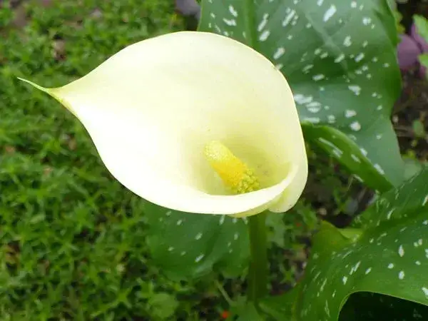 Kiedy sadzić kalie do doniczek, aby uniknąć niepowodzeń w ogrodzie