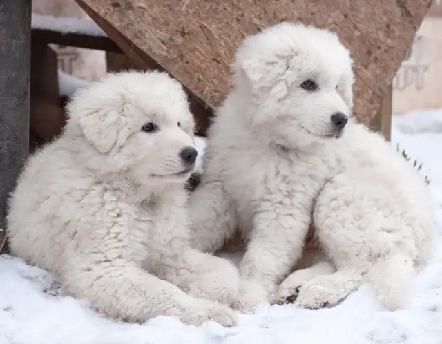 Karmienie szczeniaka owczarka podhalańskiego: Harmonogram i porady