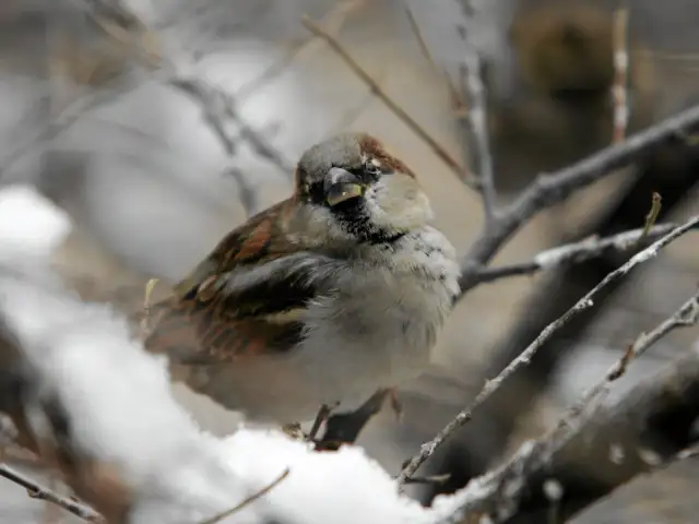 Wróbel: Ścisła ochrona gatunkowa dlaczego znika i jak pomóc?