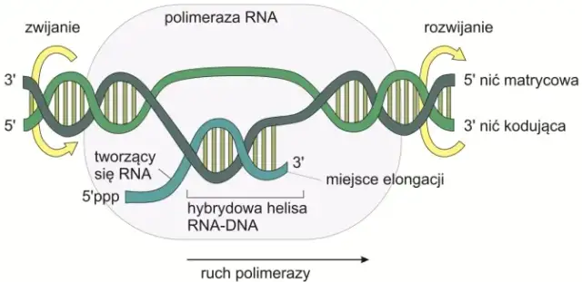 Co to jest transkrypcja w biologii i dlaczego jest tak ważna?
