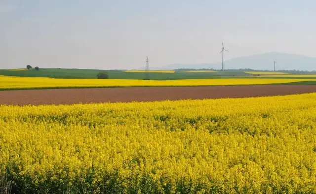 Jakie właściwości ma miód rzepakowy i jak może poprawić zdrowie